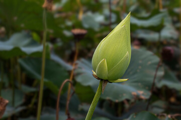 water lily in the pond