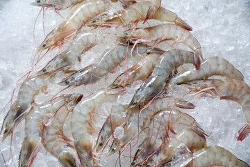 fresh shrimp on ice