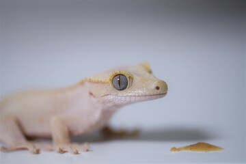 Crested gecko (Correlophus ciliatus) with blue eyes