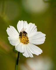 Obraz premium Bee on white flower. Beautiful close up of the bee on white flower.