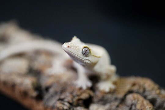 Kronengecko Bilder Durchsuchen 1,210 Archivfotos, und