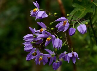 Purple Flowers in the Garden