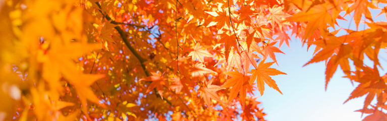 Naklejka na ściany i meble banner image autumn leaves