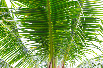 Fototapeta na wymiar Coconut tree in the garden