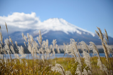 山中湖からススキ越しに望む冠雪の富士山