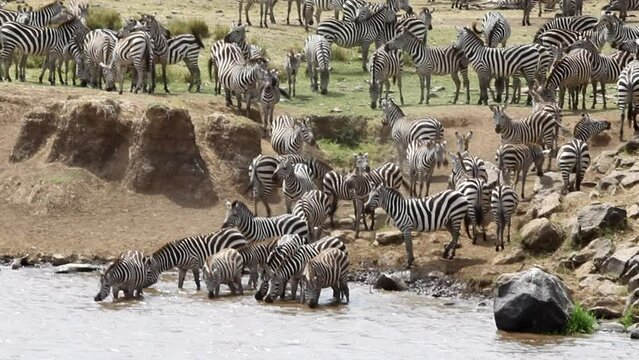 A herd of zebras drink water before crossing. Mara river. Kenya, Africa