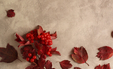 red autumn branch of viburnum with a berry on a gray background with a copy space