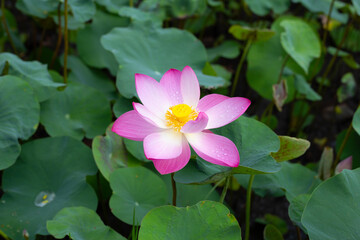 Pink lotus flower blooming in pond with green leaves