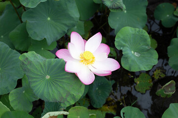 Pink lotus flower blooming in pond with green leaves