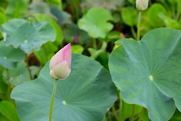 Pink lotus flower in pond with green leaves