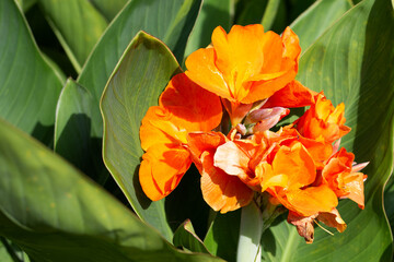 Beautiful canna flower with green leaves in the garden - obrazy, fototapety, plakaty