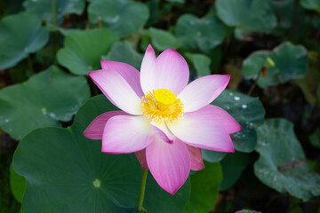Pink lotus flower blooming in pond with green leaves