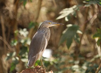 Grey Heron