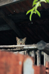 a domestic cat is hiding in a wooden place and half of its head is visible