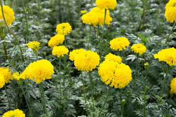 Yellow marigold flower in garden