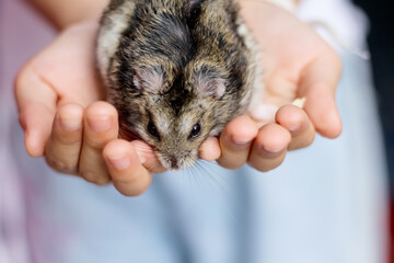 Small cavia porcellus pig on asian child girl's palm hand , pet and owern on background