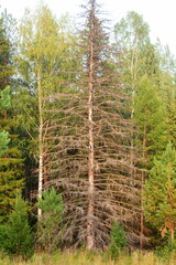 withered large larch in the taiga among fluffy trees on a summer day
