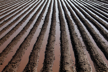 Pattern of furrows in Agriculture field.