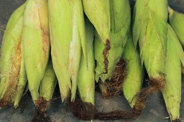 a group of freshly harvested and unpeeled corn
