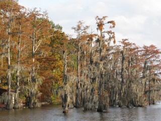 Grove of Spanish moss covered cypress on Bayou DeSaird