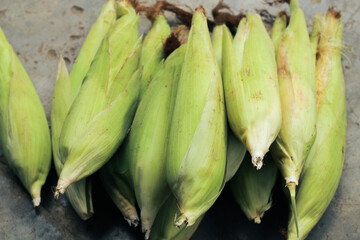 a group of freshly harvested and unpeeled corn
