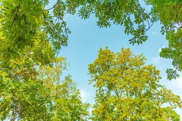 Upward view to green trees crowns and blue sky at sunny day
