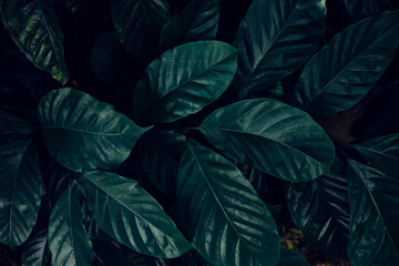 closeup nature view of green leaf and palms background. Flat lay, dark nature concept, tropical leaf