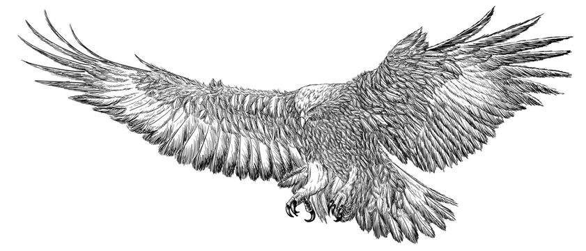 Golden eagle landing hand draw sketch black line doodle on white background vector
