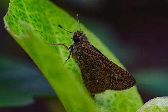 Brown butterfly moth climbing a green leaf with amazing details macro shoot for body,eyes, and wings texture colour.