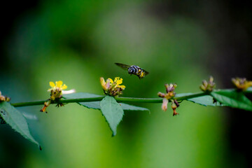 bee on a flower 