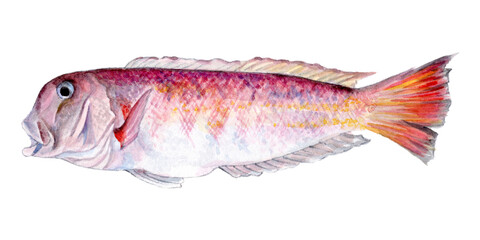 シロアマダイ 手描き水彩画