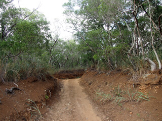 Dirt Road going up into the Mountain