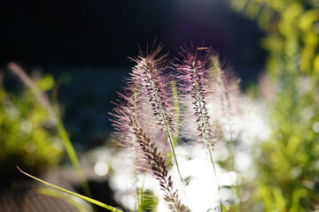 Obraz premium 初秋