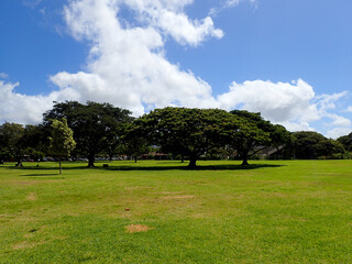 Trees in Kapiolani Park