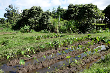 Wet Kalo Taro Fields on Windward Oahu