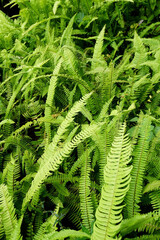 ferns in a tropical vertical garden 