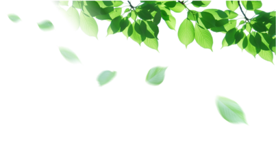 新緑　葉の切り抜き　透明の背景