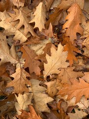 oak leaves background, oak yellow leaves in autumn, fall oak leaves,  maple leaves