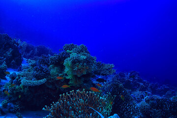 tropical sea underwater background diving ocean