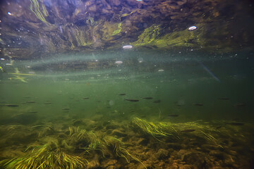flock of small fish underwater, freshwater bleak fish anchovy seascape