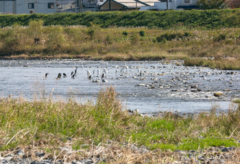 多摩川（東京都国立市、日野橋付近）