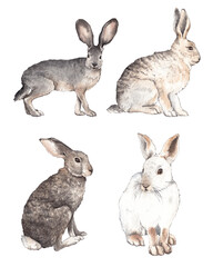 Watercolor hares  animal isolated on a transparent background illustration