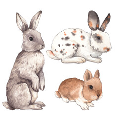 Watercolor bunny  animal isolated on a transparent background illustration