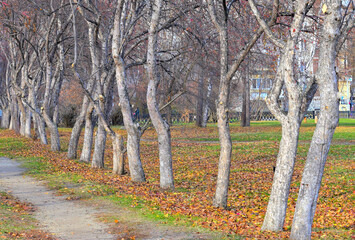 Deserted alley of the park on an autumn day