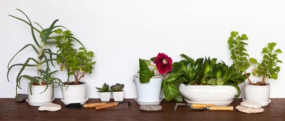 Popular home plants in white pots: pelargonium, blooming gloxinia, aloe and sansevieria on wooden table on white background. Gardening tools and sea stone nearby. Growing flowers as hobby