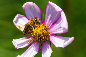 .Bee and flower. Close up of a large striped bee collecting pollen on a Cosmea (Cosmos) flowers. Macro horizontal photography. Summer and spring backgrounds