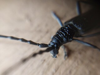 A beetle with a large mustache crawls through the wood