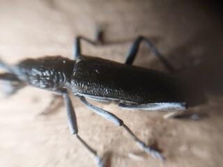 A beetle with a large mustache crawls through the wood