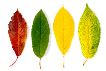 A set of colorful autumn leaves on a white background. The red, yellow and green leaves are isolated on a white background.