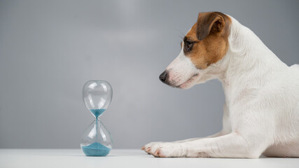 Jack Russell Terrier dog lies next to an hourglass on a gray background.